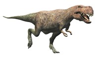 T-岡田の名前がティラノサウルスの学名「T.rex」に関連付けられている